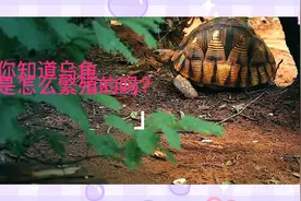 你有见过乌龟是怎么进行繁殖的吗？是自产？还是需要交配呢？