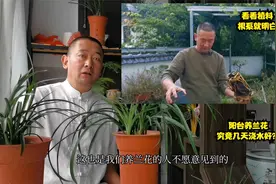 种植兰花，究竟几天浇一次水？看看视频中的植料兰根，你就明白了视频封面