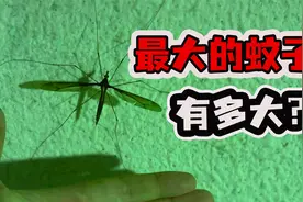 寻找国内的巨型蚊子！这才是神奇生物大集合视频封面