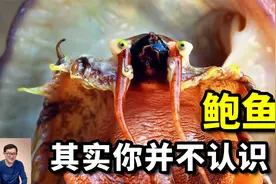 你真的认识鲍鱼吗？它脑袋长什么样，又如何卷入了毒品贸易？视频封面