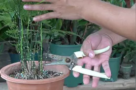 文竹这个位置怼几刀，新芽生长数量增加一倍视频封面