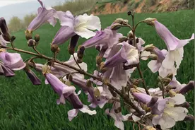 树上不值钱的“桐花”，煮水泡脚有3大妙用？学会不吃亏！