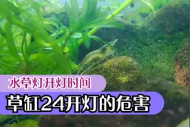 水草灯开几个小时好？草缸24小时开灯的危害，鱼缸开灯最佳时间视频封面