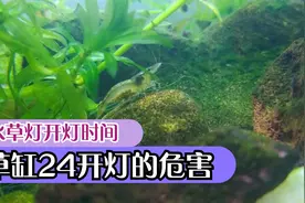水草灯开几个小时好？草缸24小时开灯的危害，鱼缸开灯最佳时间视频封面