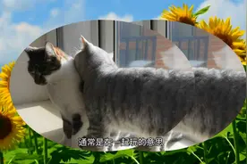 一只猫咬另一只脖子是什么意思视频封面