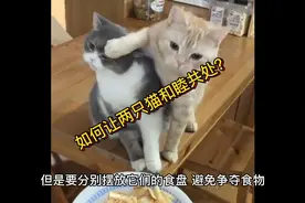 如何让两只猫和睦相处？视频封面