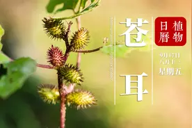 苍耳：是田野里的童年，是方剂中的材料，也是我们逝去的青春！视频封面