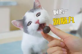 小奶猫偷吃我的便秘药，结果一泻千里！视频封面