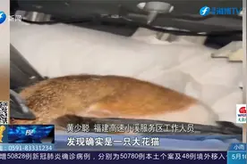 鸡排、抖音猫叫、拆挡板…猫咪躲进小车中控区，用尽招数才引出