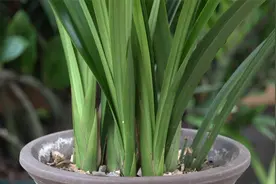 8月兰花还不恢复生长？浇一杯它，长势暴增拦不住视频封面