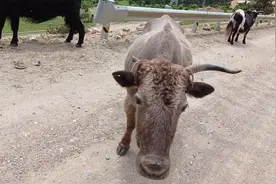 西藏察隅县察瓦龙乡阿丙村.mp4视频封面