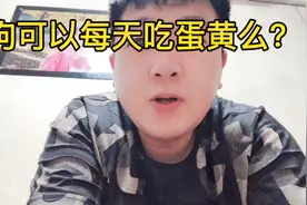 狗狗可以每天吃蛋黄么？视频封面