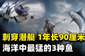 能刺穿潜艇，丝毫不畏惧人类？1年能长90厘米，海洋中最猛的3种鱼视频封面