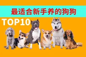 10种最适合新手养的狗狗，你喜欢哪种呢？