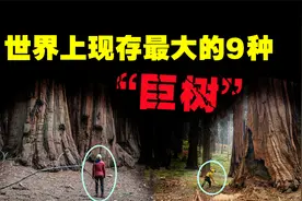 世界上现存最大的9种“巨树”，2000年前的大树，至今仍存活于世视频封面