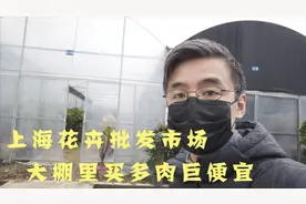 上海这个大棚里的花卉市场，多肉和盆栽都很便宜，闭着眼睛买！视频封面