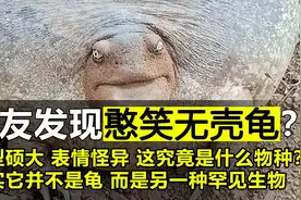 这是什么生物？“无壳龟”憨厚笑脸被网友疯传，实际它并不是龟视频封面