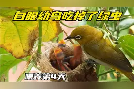 白眼幼鸟第4天喂养，幼鸟毫不费力地吃掉了灾难性的绿虫视频封面