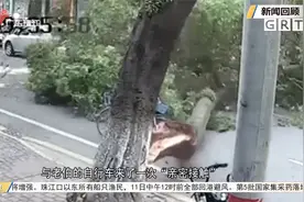 园林专家：树木倒伏有迹可循 注意树冠修剪视频封面