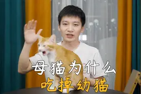 母猫生产完竟然会吃掉幼猫！视频封面