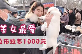 农村狗市，双血统拉布拉多宠物犬1000元钱一只，美女爱不释手视频封面