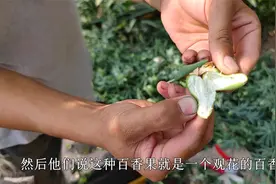 被骗了！所谓的香蕉百香果，只结果，没有“实”，将它全部剪掉视频封面