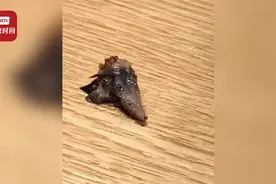 餐厅回应男子称在菜里吃出老鼠脑袋：确定不是来自店里，已报警！视频封面