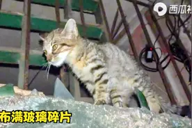 小猫站在布满玻璃倒刺中，每一步都触目惊心，奄奄一息间最终获救视频封面