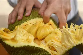 独一无二“榴莲味菠萝蜜”！雷州“新农人”走特色现代农业致富路视频封面
