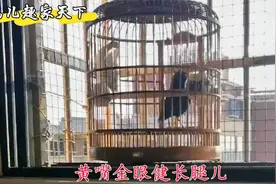 黑乌鸫花口叫，鸡鸣狗吠孩子闹，简直吵翻了天视频封面