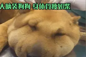 狗狗脑袋巨大 身体骨瘦如柴