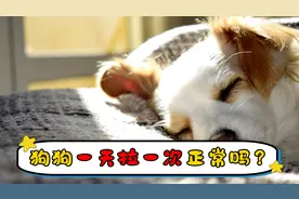 狗狗一天拉一次正常吗视频封面