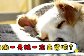 狗狗一天拉一次正常吗视频封面