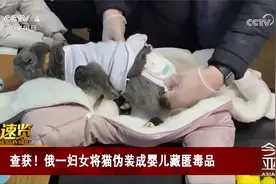 离谱！俄罗斯一妇女将猫伪装成婴儿藏匿毒品视频封面