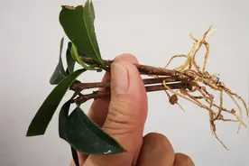 扦插了2个月的桂花不长根，喂杯“长根水”，新根蹭蹭冒视频封面