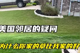 美国邻居羡慕我种的草坪绿！看看我是怎么维护房子草坪的？视频封面