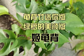 袖珍版的龟背竹：姬龟背，小巧颜值高，能养活绿萝就能养活它视频封面