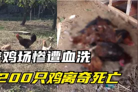 夜晚养鸡场遭洗劫，200只鸡离奇死亡，事情后续让人揪心！视频封面