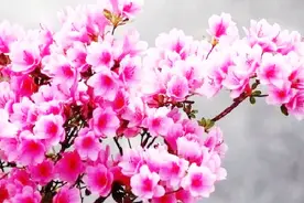 杜鹃叶子总发黑？解决方法找对了，呼呼窜新芽！