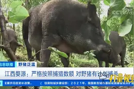 江西婺源：严格按照捕猎数额，对野猪有计划捕杀|经济信息联播视频封面