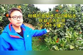 柑橘枳壳砧木与红橘砧木优缺点大比拼，今天终于知道怎么回事了视频封面