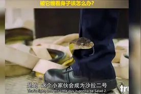 假如你被蛇缠住身子该怎么办？视频封面