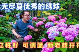 比无尽夏优秀的重瓣绣球花手鞠：直立性好，又能调蓝，新老枝开花视频封面