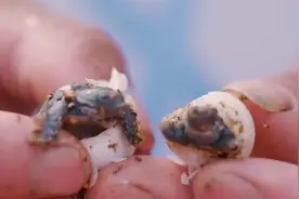 谁解盘中餐：不能“抓”的甲鱼和“煮不熟”的神秘蛋视频封面