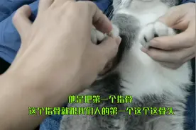 为什么说养猫咪,千万不要做“去爪手术”？