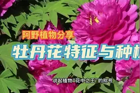 牡丹花的特征文化与种植，千年国风花卉的“接地气”科普，易懂视频封面