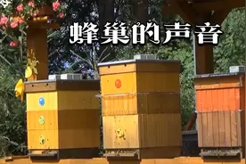 【Just Realx in HD]蜜蜂在蜂巢周围嗡嗡叫,放松的自然之声解压