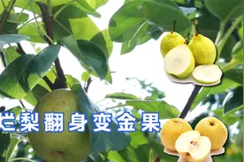 烂梨翻身成金果视频封面