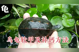 幼龟软甲是怎么造成的？乌龟缺钙的4种原因，龟苗软壳和补钙方法