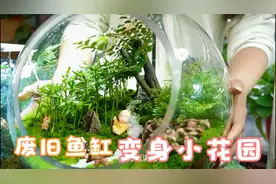 废旧玻璃鱼缸种上这些花草，变身迷你小花园，人见人爱！精明！视频封面